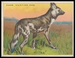 17 Cape Hunting Dog